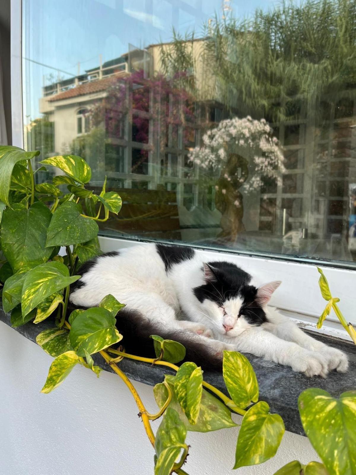 Hotel la Maggioressa Casamicciola Terme Esterno foto